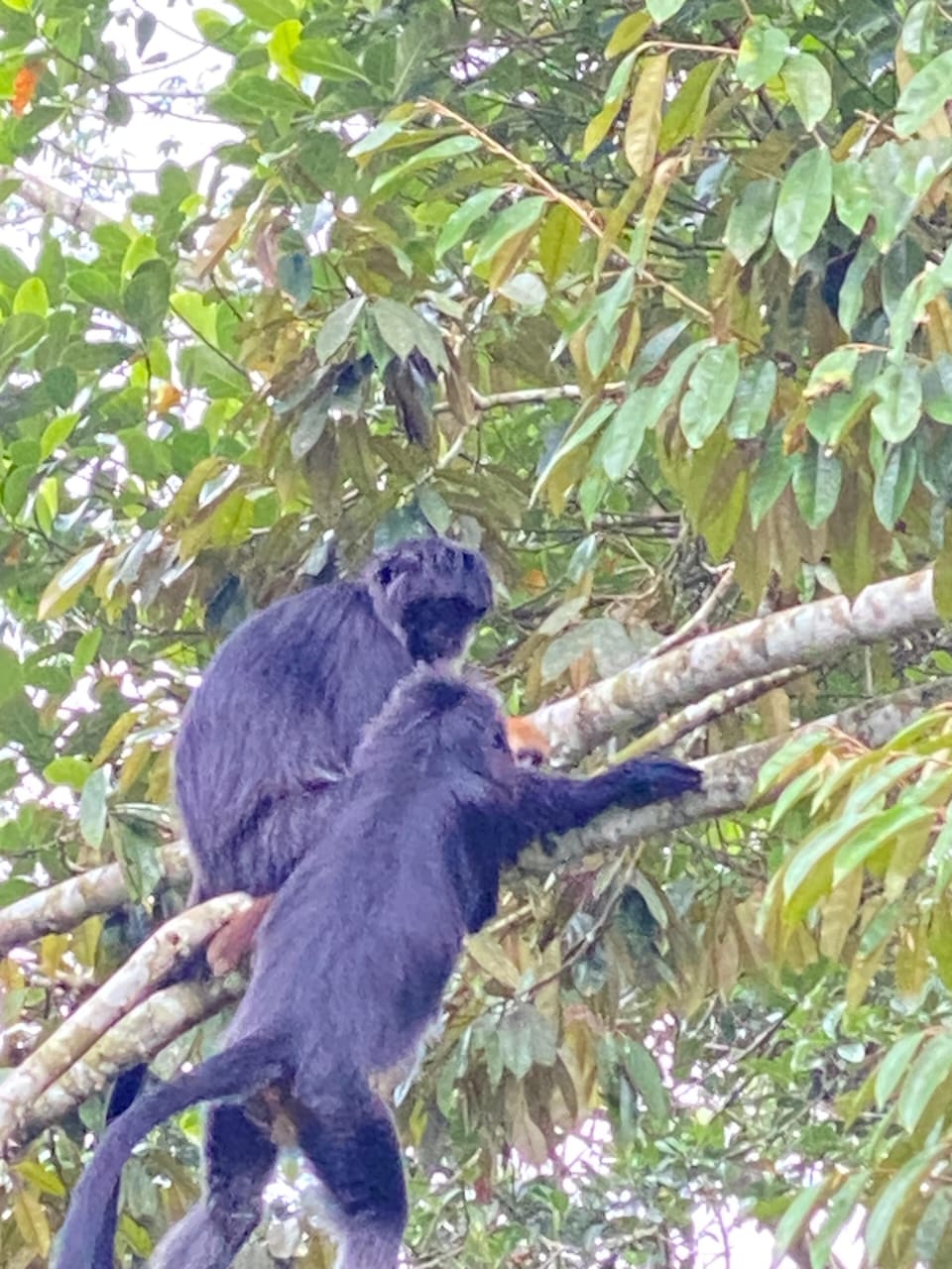 Pair of Ebony Leaf Monkeys climbing a tree in the Tetebatu jungle