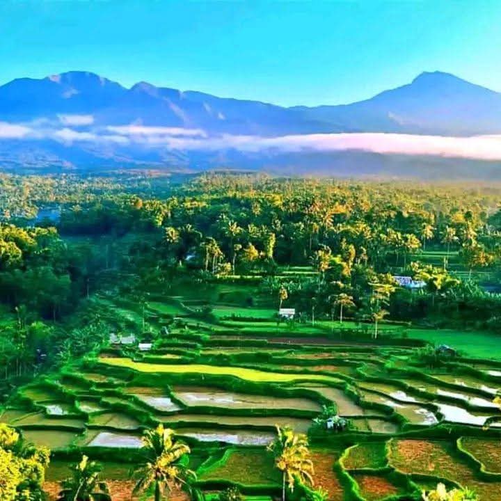 Terraced rice paddies of Tetebatu with Mount Rinjani rising in the distance