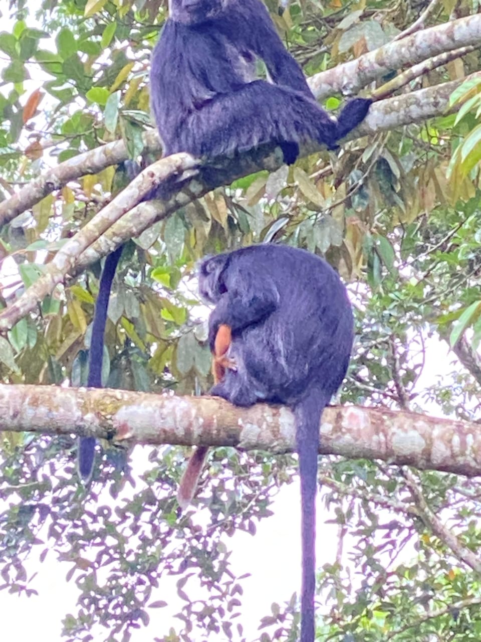 Two Ebony Leaf Monkeys resting on jungle branches in Tetebatu