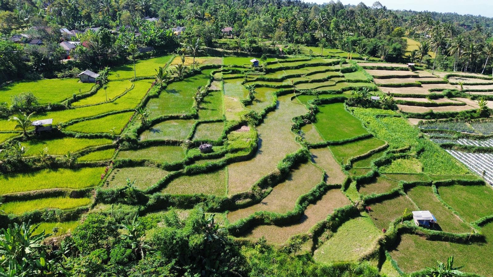 Aerial view of curving Tetebatu rice paddies and Sasak village rooftops