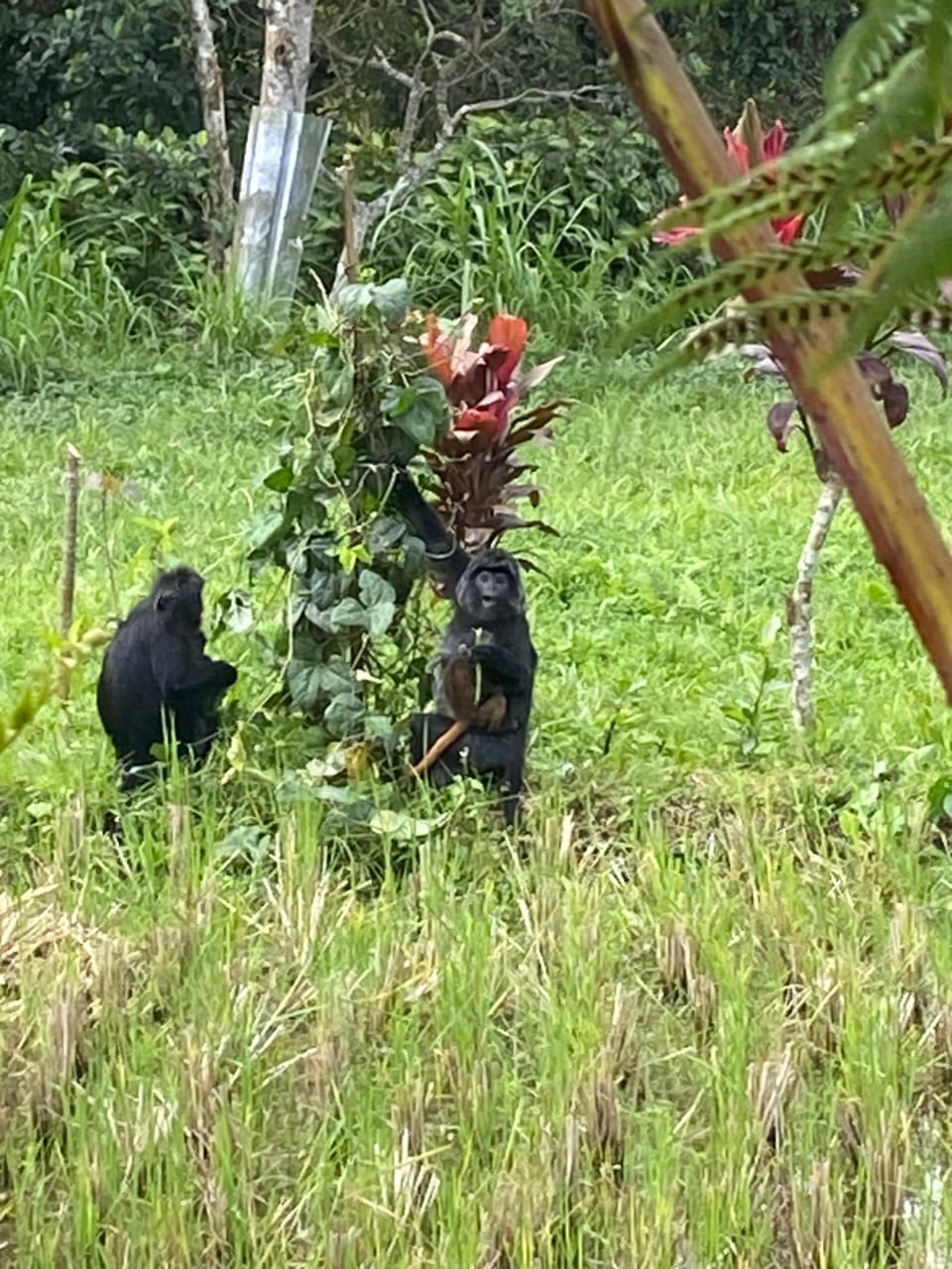Black monkeys feeding on the forest floor beside a red flowering plant