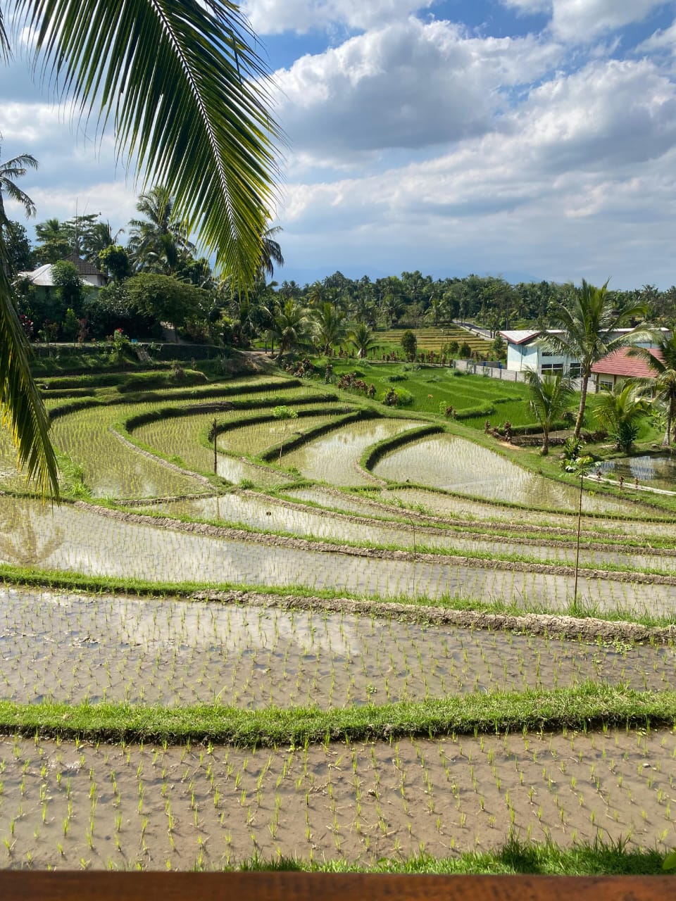 Freshly planted Tetebatu rice terraces reflecting the sky under palm trees